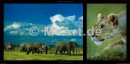 Elephants and Lioness 