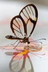 Butterfly Beauties III 250g/m²,Fotopapier-Satin, seidenmatt