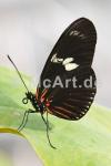 Butterfly Beauties IV 250g/m²,Fotopapier-Satin, seidenmatt