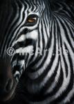 Zebra I 250g/m²,Fotopapier-Satin, seidenmatt