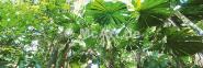 Rainforest canopies 250g/m²,Fotopapier-Satin, seidenmatt