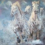 Wild horses of the camargue 250g/m²,Fotopapier-Satin, seidenmatt