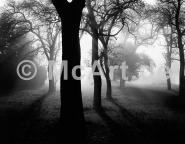 Bäume im Nebel I 250g/m²,Fotopapier-Satin, seidenmatt