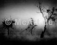 Bäume im Nebel II 250g/m²,Fotopapier-Satin, seidenmatt