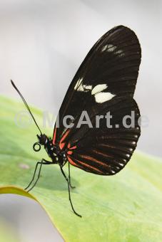 Butterfly Beauties IV -