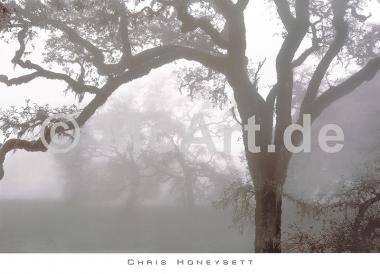 Oaks in Fog, Mendocino 